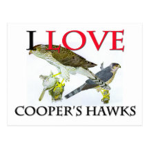 I Love Cooper's Hawks Postcard