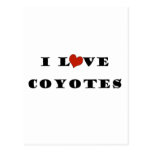 I Love Coyotes Postcard