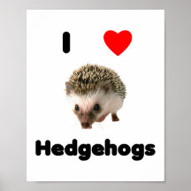 I love hedgehogs posters