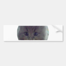 I love kittens bumper sticker