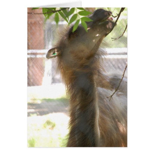I Love Llamas Cards