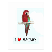 I love macaws post cards