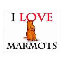 I Love Marmots Postcard