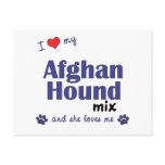 I Love My Afghan Hound Mix (Female Dog) postcards