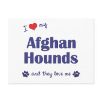 I Love My Afghan Hounds (Multiple Dogs) Post Card