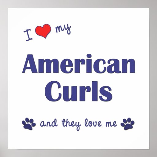 I Love My American Curls (Multiple Cats) Print