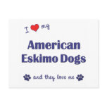 I Love My American Eskimo Dogs (Multiple Dogs) Postcards