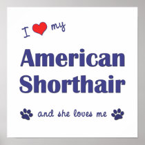 I Love My American Shorthair (Female Cat) Poster