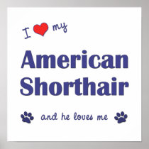 I Love My American Shorthair (Male Cat) Poster