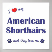 I Love My American Shorthairs (Multiple Cats) Poster