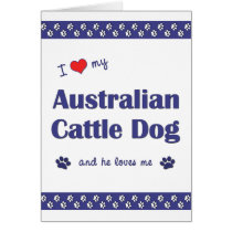 I Love My Australian Cattle Dog (Male Dog) Greeting Cards