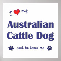 I Love My Australian Cattle Dog (Male Dog) Posters