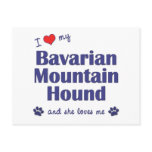 I Love My Bavarian Mountain Hound (Female Dog) postcards