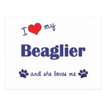 I Love My Beaglier (Female Dog) Postcards