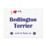 I Love My Bedlington Terrier (Male Dog) Post Card