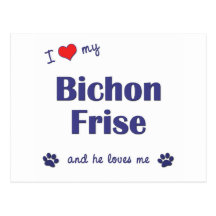 I Love My Bichon Frise (Male Dog) Post Cards