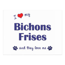 I Love My Bichons Frises (Multiple Dogs) Post Cards
