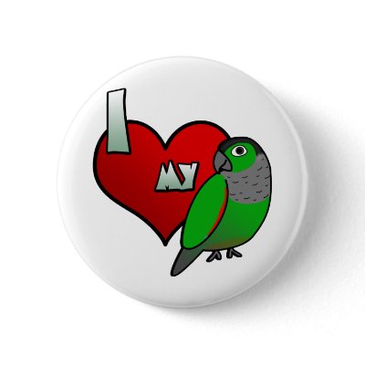 I Love my Black Capped Conure Pin by MenagerieMayhem