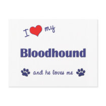I Love My Bloodhound (Male Dog) Postcard