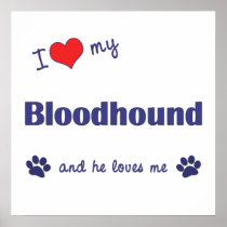 I Love My Bloodhound (Male Dog) Posters
