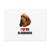I Love My Bloodhound Post Card