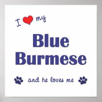 I Love My Blue Burmese (Male Cat) Posters