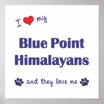 I Love My Blue Point Himalayans (Multiple Cats) Poster