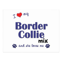I Love My Border Collie Mix (Female Dog) Postcards