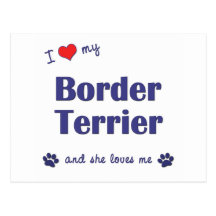 I Love My Border Terrier (Female Dog) Postcard