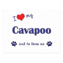 I Love My Cavapoo (Male Dog) Post Card
