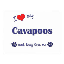 I Love My Cavapoos (Multiple Dogs) Post Card