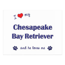 I Love My Chesapeake Bay Retriever (Male Dog) Postcards