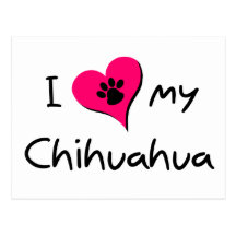 I Love my Chihuahua Postcards