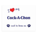 I Love My Cock-A-Chon (Male Dog) Post Cards
