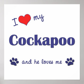 cockapoo male poster dog print posters zazzle framed artwork