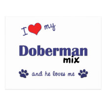 I Love My Doberman Mix (Male Dog) Postcards