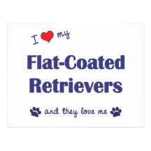 I Love My Flat-Coated Retrievers (Multiple Dogs) Post Card