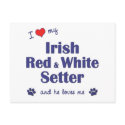 I Love My Irish Red and White Setter (Male Dog) postcards