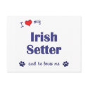 I Love My Irish Setter (Male Dog) postcards