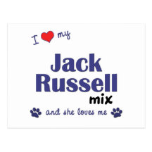 I Love My Jack Russell Mix (Female Dog) Postcards