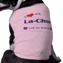 Lachon Dog