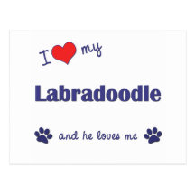 I Love My Labradoodle (Male Dog) Postcards