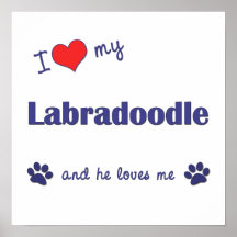I Love My Labradoodle (Male Dog) Poster Print