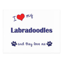 I Love My Labradoodles (Multiple Dogs) Postcard