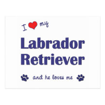 I Love My Labrador Retriever (Male Dog) Postcards