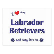 I Love My Labrador Retrievers (Multiple Dogs) Postcards