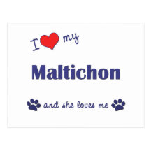 I Love My Maltichon (Female Dog) Post Cards