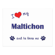 I Love My Maltichon (Male Dog) Post Cards