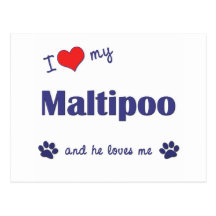 I Love My Maltipoo (Male Dog) Postcards