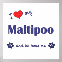 I Love My Maltipoo (Male Dog) Poster Print